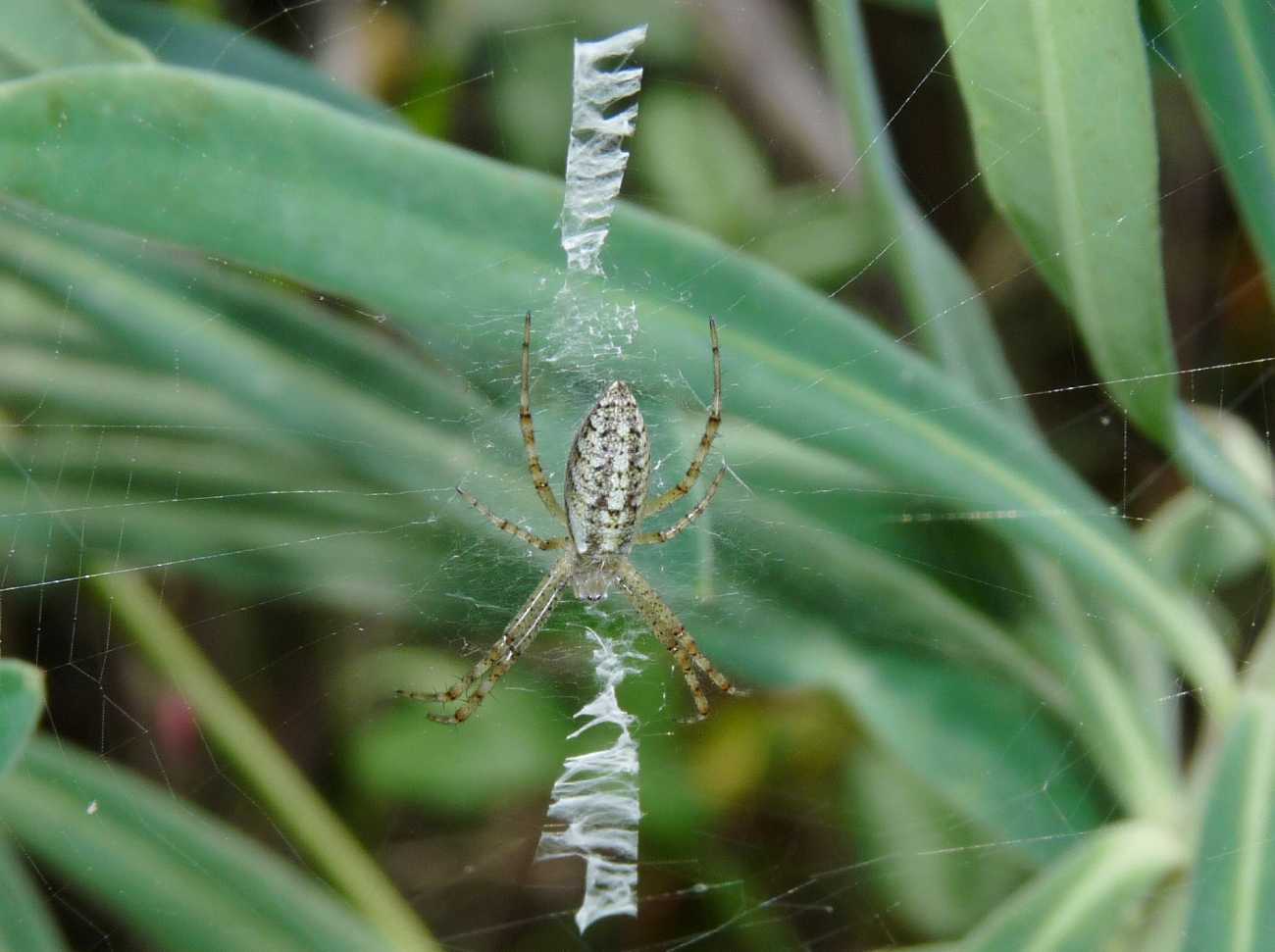 Quale Argiope? Argiope bruennichi - Sestri Levante (GE)